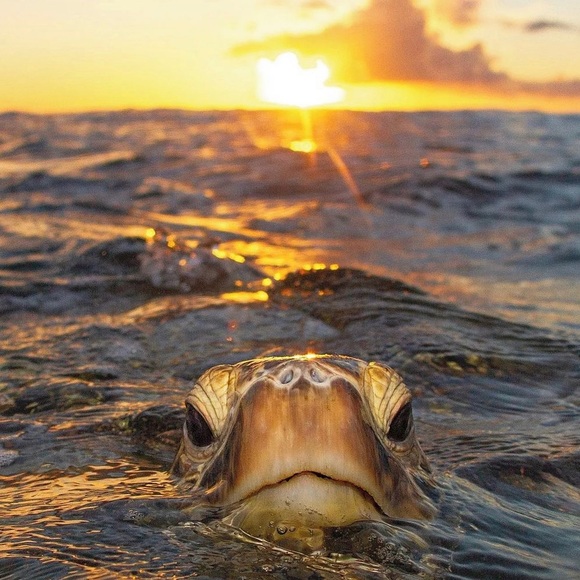 Meet your Posher, Jennifer - Picture 1 of 1